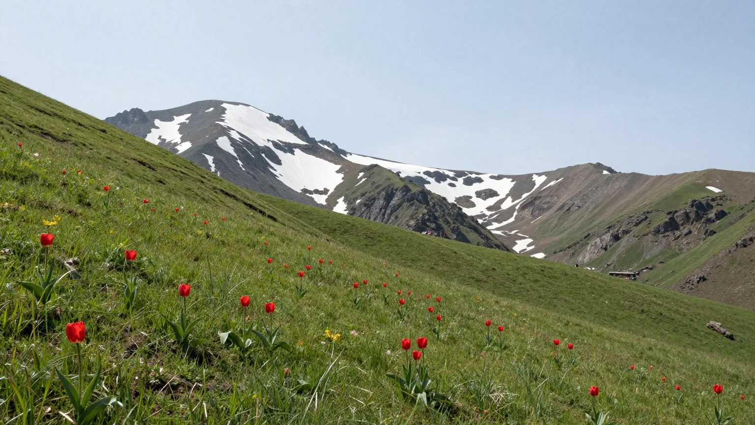Grüne Berghänge mit roten Wildtulpen im Frühling, im Hintergrund Gipfel mit Restschnee