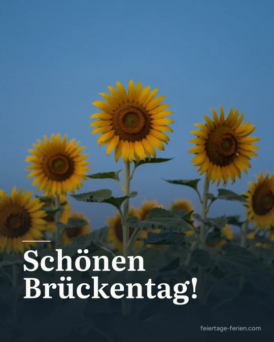 Hohe Sonnenblumen in voller Blüte vor tiefblauem Sommerhimmel