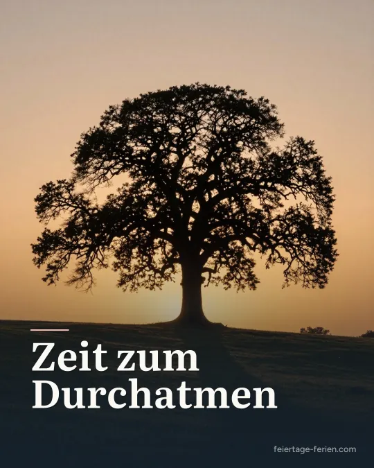 Einzelne alte Eiche auf einem Hügel über Feldern im Sonnenuntergang