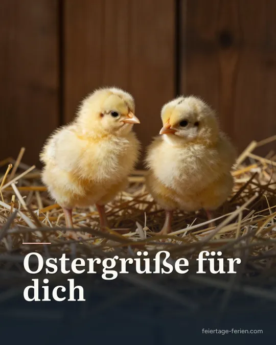 Zwei flauschige gelbe Küken im Stroh bei warmem Licht