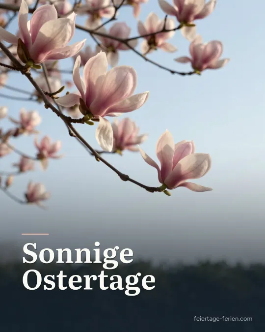 Magnolienzweig mit großen rosa-weißen Blüten im Frühling