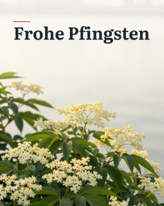 Cremeweiße Holunderblüten an einem Strauch im frühsommerlichen Morgenlicht