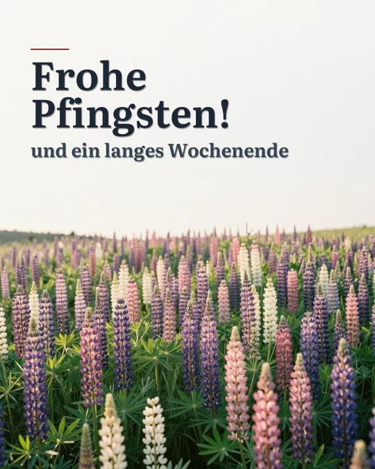 Wiese mit blühenden lila, rosa und weißen Lupinen im Frühsommer