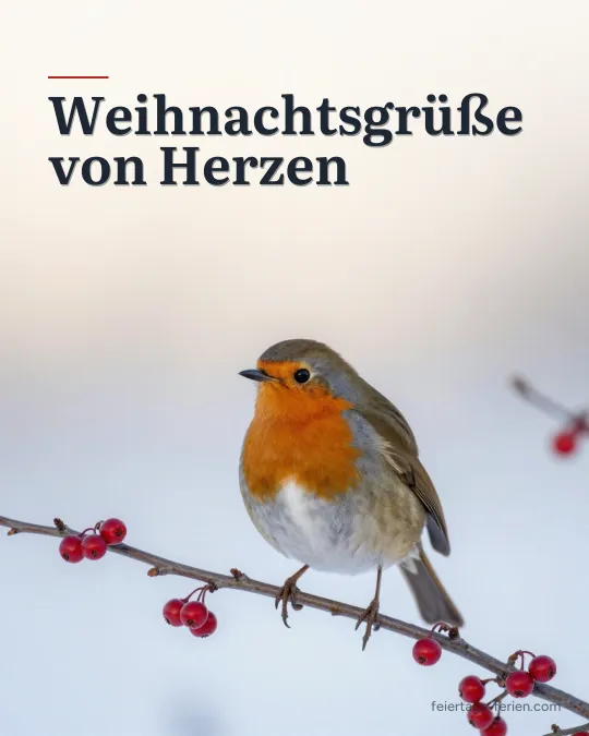 Rotkehlchen auf einem verschneiten Weißdornzweig mit roten Beeren