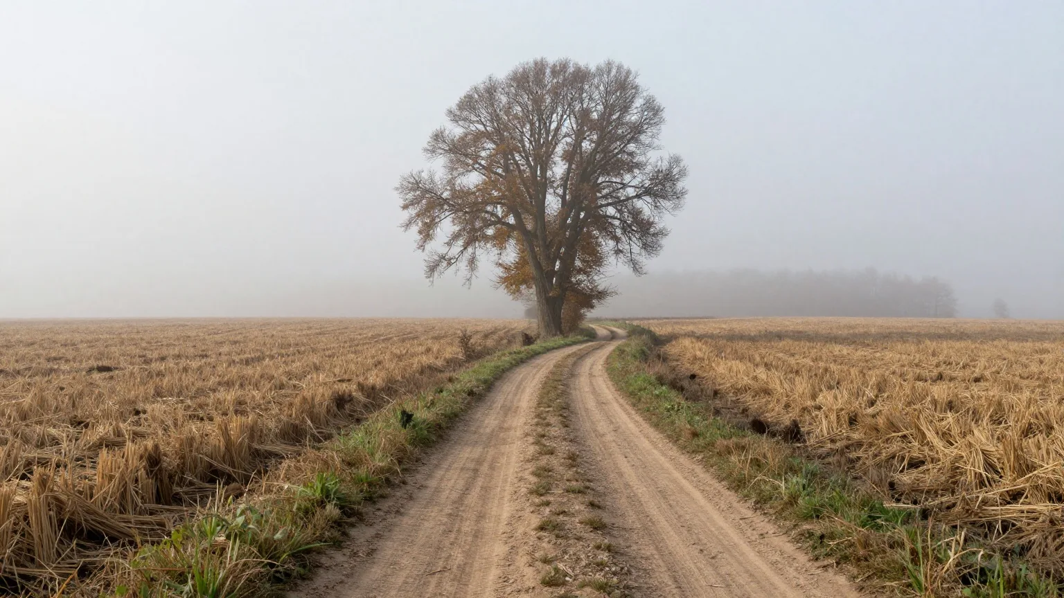 Feldweg teilt sich an einer alten Linde im Novembernebel