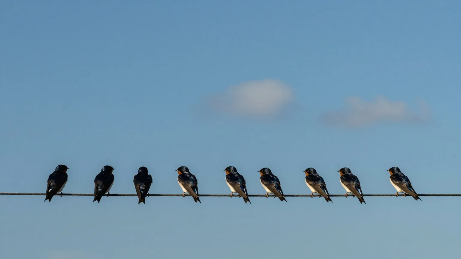 Rauchschwalben auf einer Leitung vor blauem Maihimmel