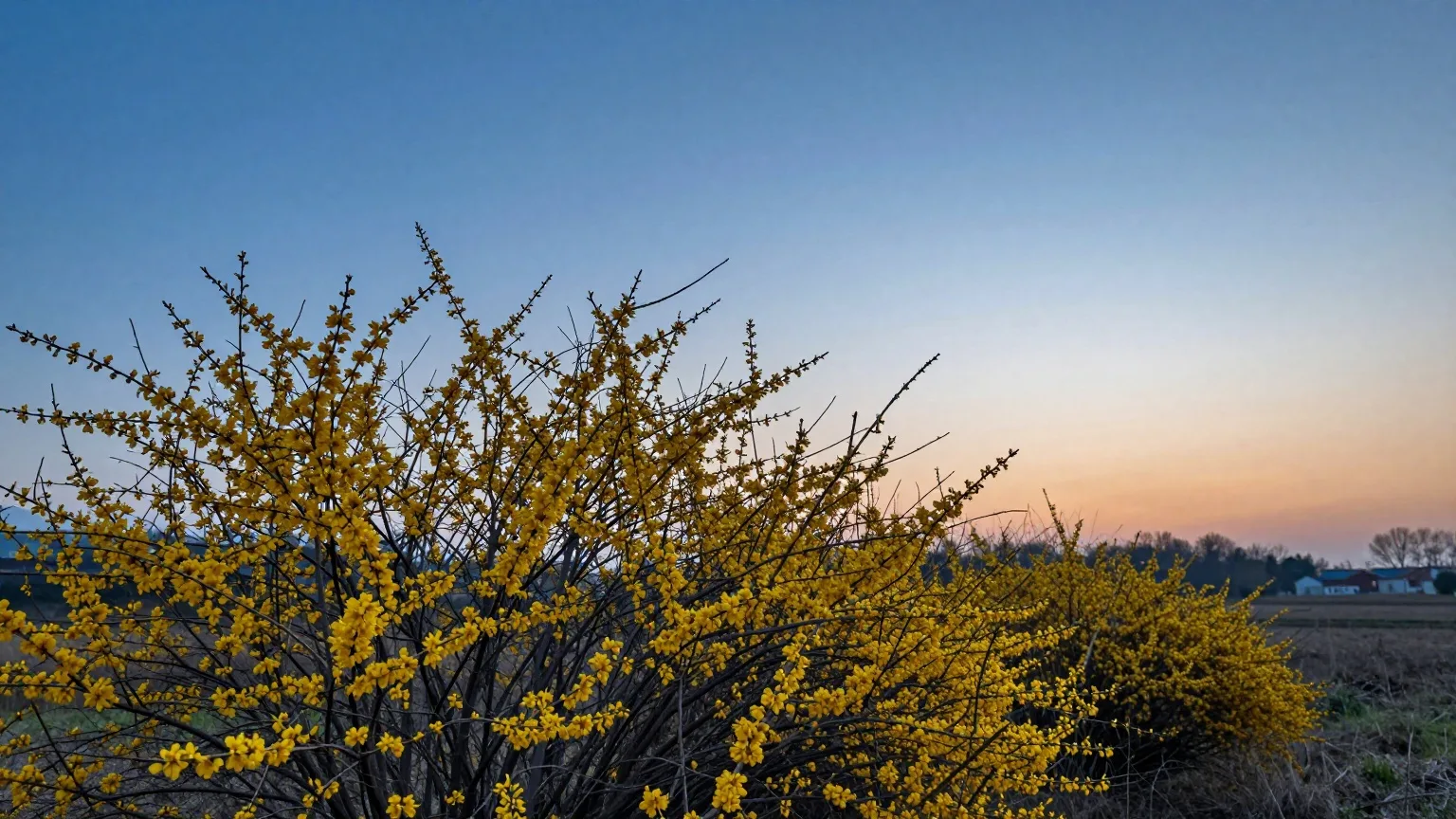 Gelb blühende Kornelkirsche vor dem tiefblauen Abendhimmel nach Sonnenuntergang