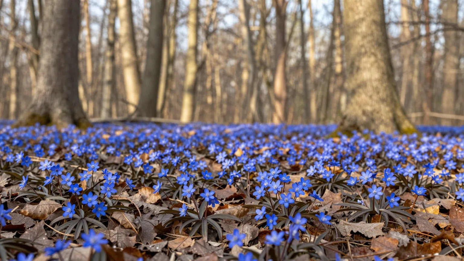 Blau blühende Leberblümchen zwischen Buchenlaub am Waldboden im Nachmittagslicht