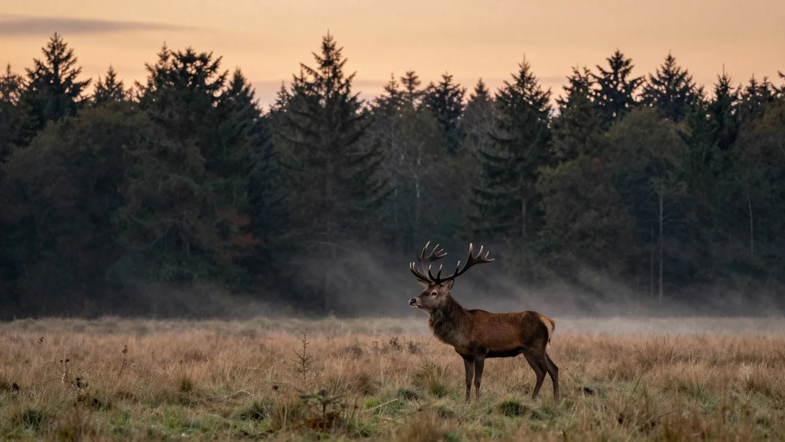 Rothirsch am Rand einer Waldwiese in der Abenddämmerung im September