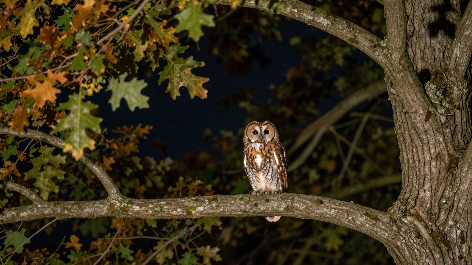 Waldkauz auf dem Ast einer alten Eiche in einer klaren Septembernacht