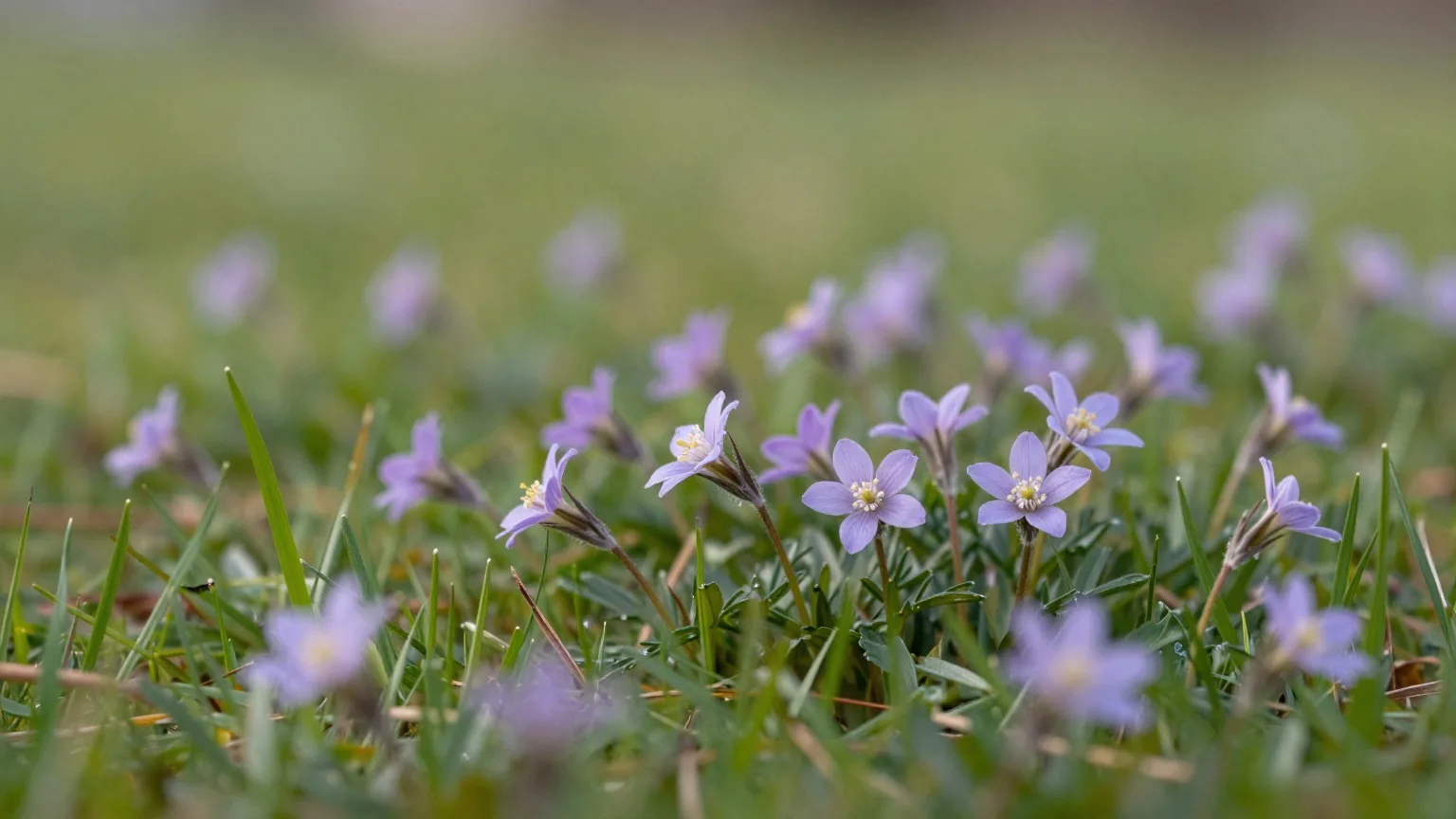 Blühendes Wiesenschaumkraut auf einer feuchten Frühlingswiese im Licht eines Aprilnachmittags