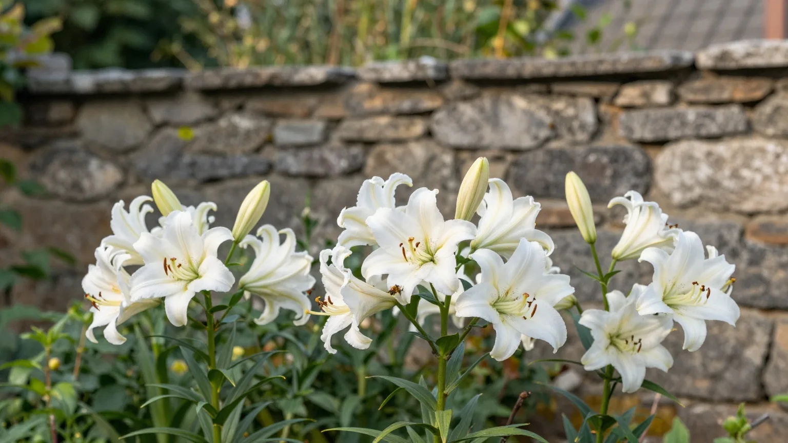 Weiße Lilien in einem Bauerngarten vor einer Natursteinmauer im Spätsommerlicht