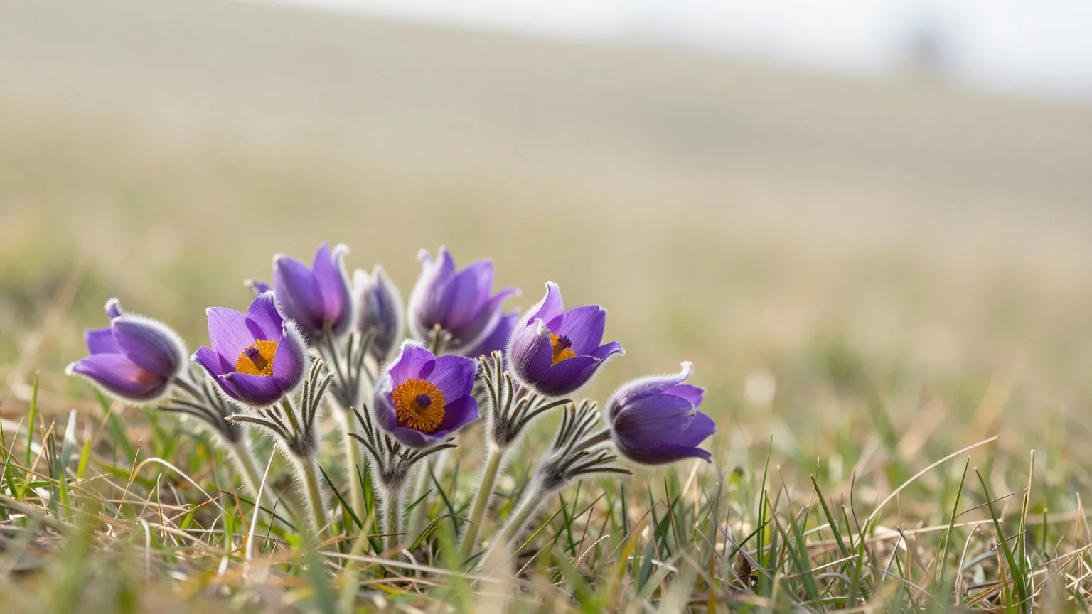 Violett blühende Küchenschellen mit silbrig behaarten Stängeln auf einem sonnigen Wiesenhang im April