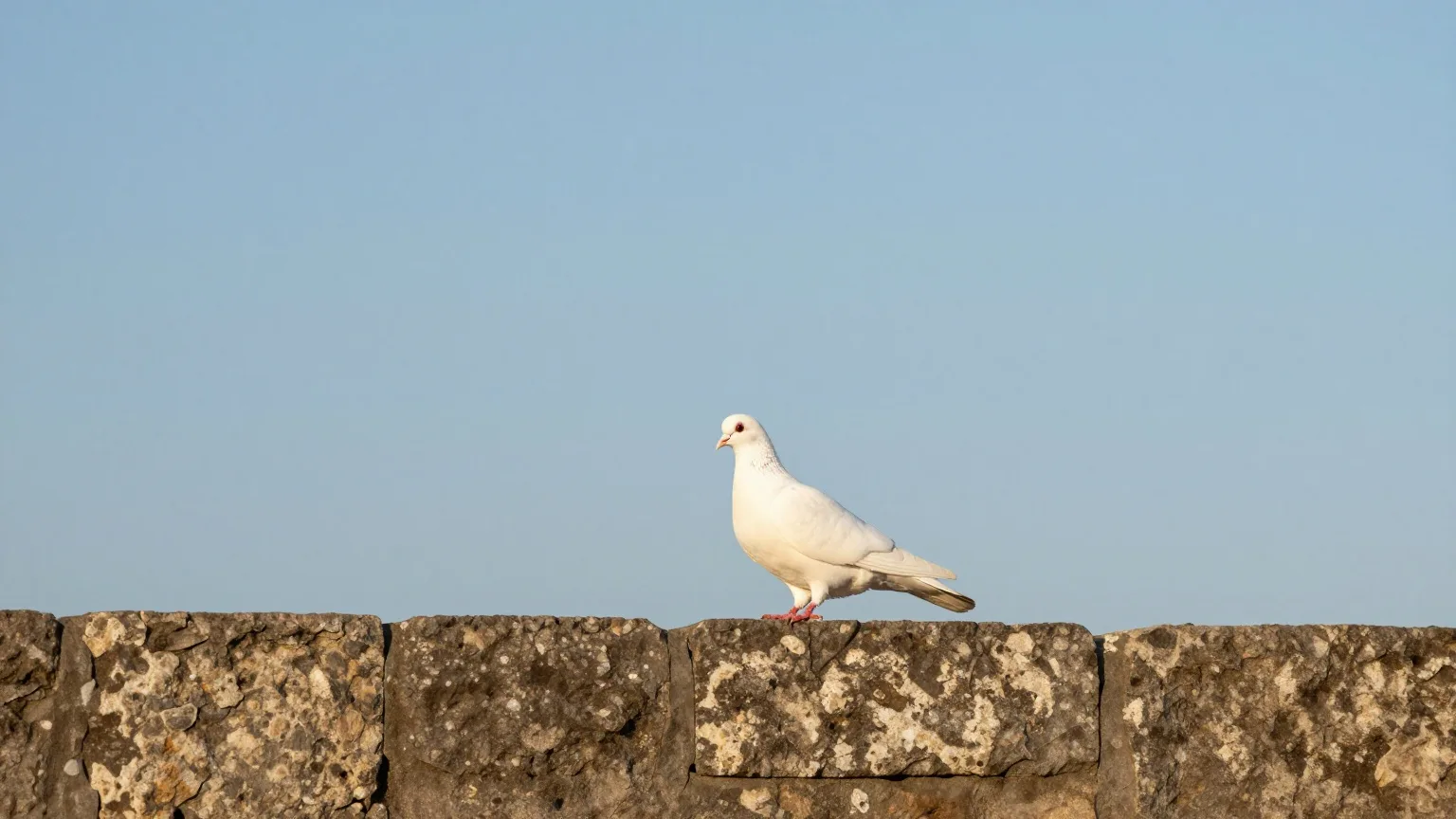 Weiße Taube auf einer sonnigen Steinmauer vor blauem Himmel