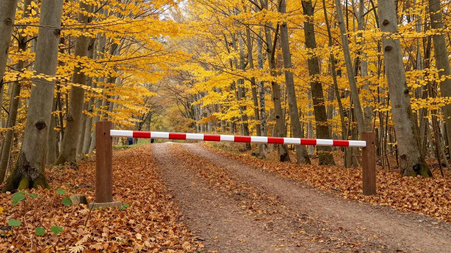 Geöffneter rot-weißer Schlagbaum an einem Waldweg im herbstlichen Buchenwald