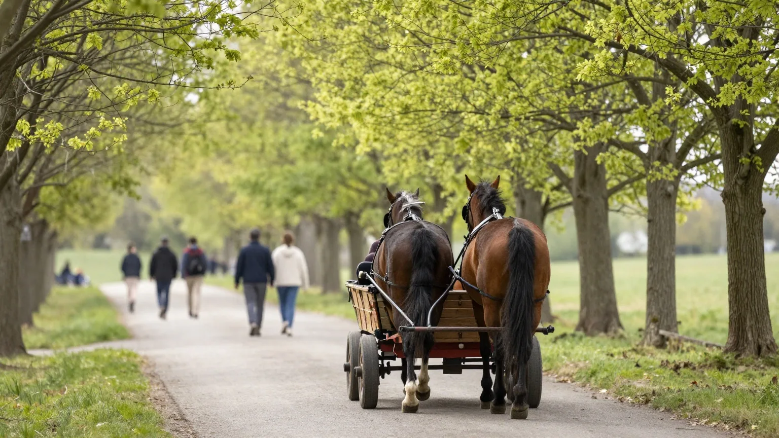 Pferdewagen mit Ausflüglern von hinten auf einer Allee im frischen Maigrün