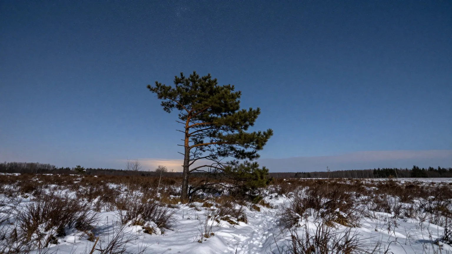 Klarer Sternenhimmel über einer verschneiten Heidelandschaft mit einzelner Kiefer in einer langen Winternacht