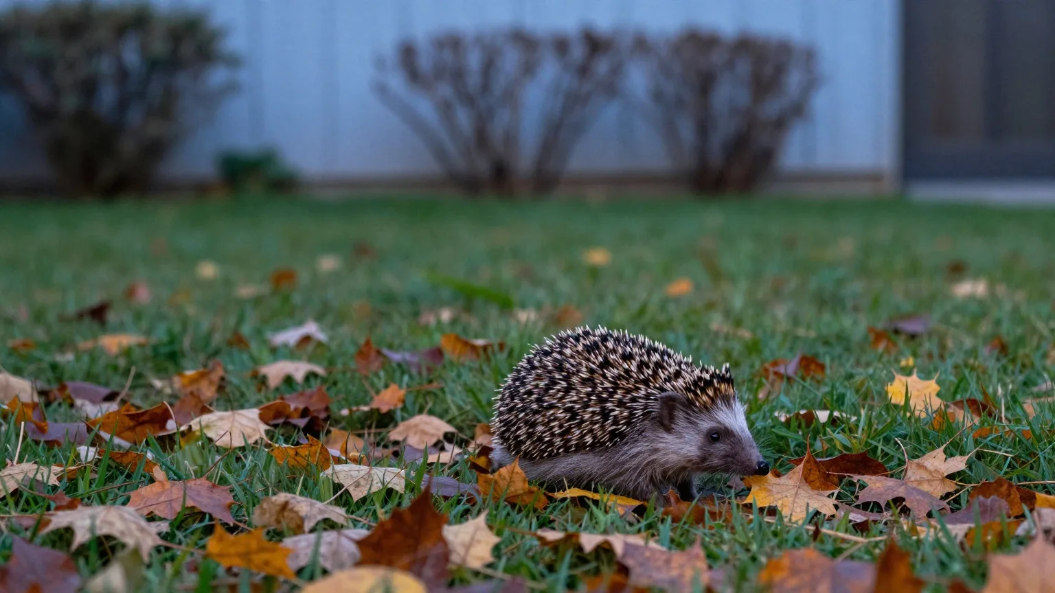 Igel im Herbstlaub am Rand eines Gartens in der frühen Abenddämmerung