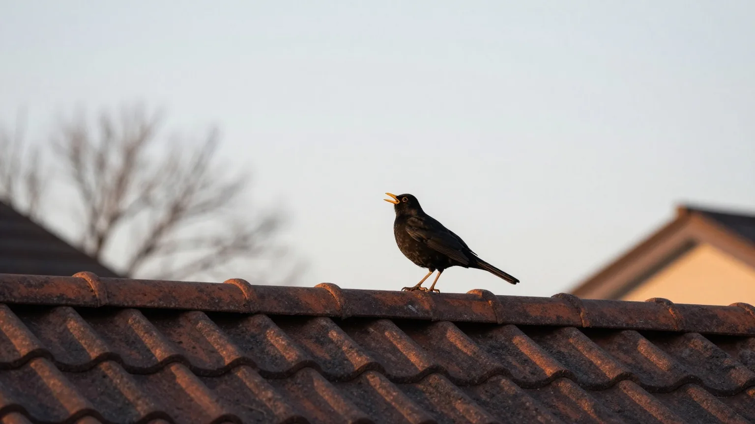 Amsel singt auf einem Dachfirst vor dem hellen Morgenhimmel Ende März