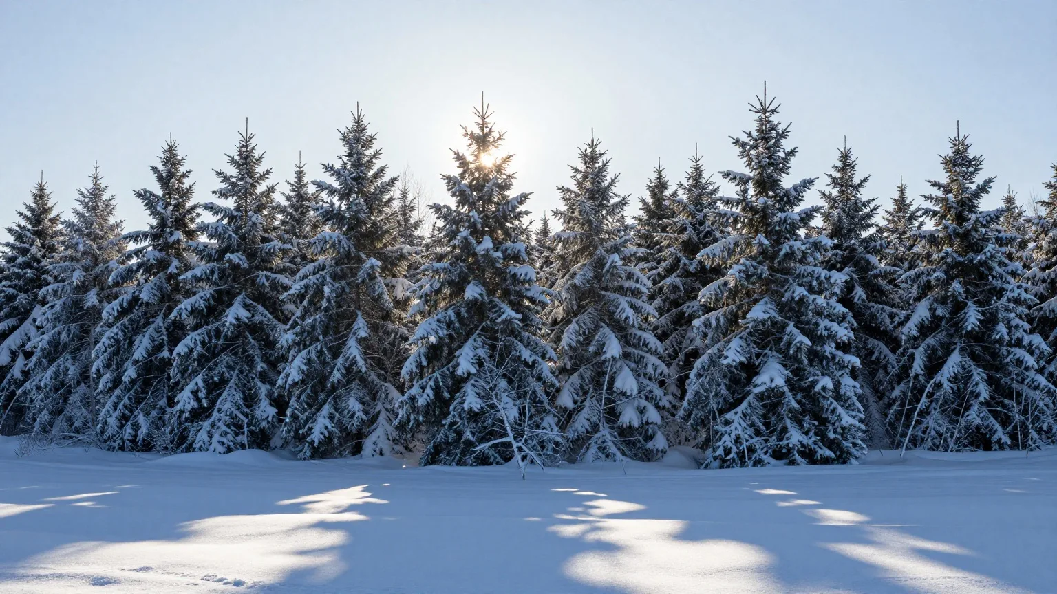 Verschneiter Fichtenwald im Licht der tief stehenden Mittagssonne im Dezember