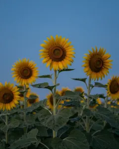 Hohe Sonnenblumen in voller Blüte vor tiefblauem Sommerhimmel