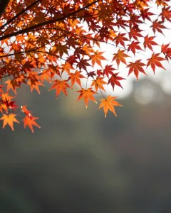 Rote und orange Ahornblätter im Gegenlicht der Oktobersonne