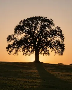 Einzelne alte Eiche auf einem Hügel über Feldern im Sonnenuntergang