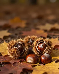 Glänzende Kastanien und aufgeplatzte Schalen auf buntem Herbstlaub