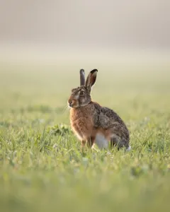 Feldhase sitzt im Morgendunst auf einem grünen Frühlingsfeld