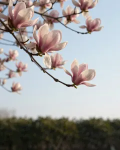 Magnolienzweig mit großen rosa-weißen Blüten im Frühling