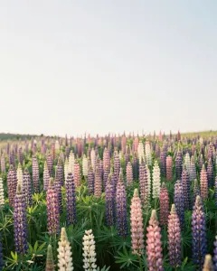 Wiese mit blühenden lila, rosa und weißen Lupinen im Frühsommer