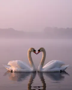 Zwei Schwäne auf einem nebligen See bei Sonnenaufgang, deren Hälse ein Herz formen