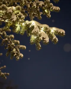 Verschneite Tannenzweige mit warm leuchtender Lichterkette vor nachtblauem Hintergrund