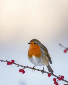 Rotkehlchen auf einem verschneiten Weißdornzweig mit roten Beeren