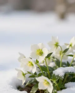 Weiße Christrosen blühen im frischen Schnee