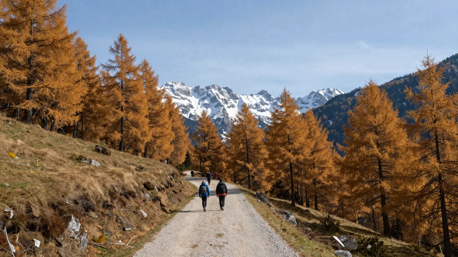 Goldgelbe Lärchen an einem Bergweg Ende Oktober, eine Familie von hinten in der Ferne, Neuschnee auf den Gipfeln