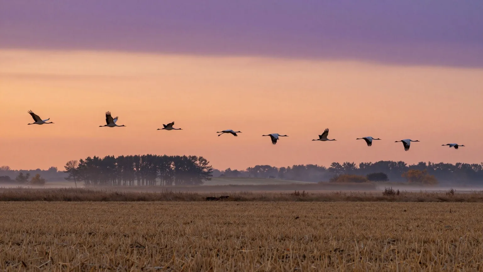 Kraniche fliegen im Oktober bei Sonnenuntergang über ein abgeerntetes Feld