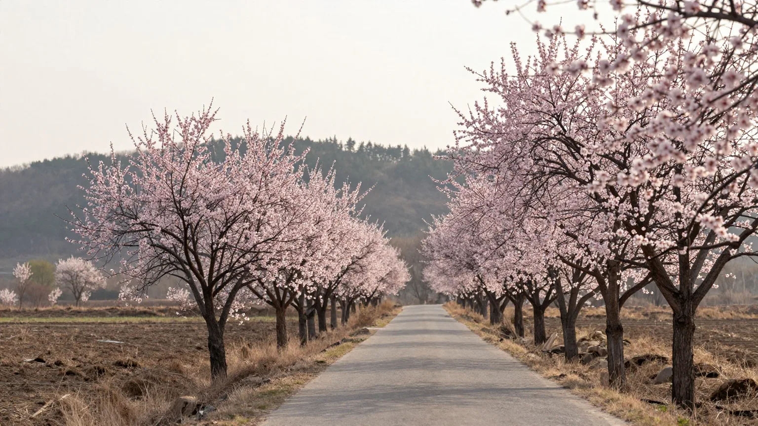 Blühende Mandelbäume säumen im Frühling eine schmale Landstraße zwischen Feldern