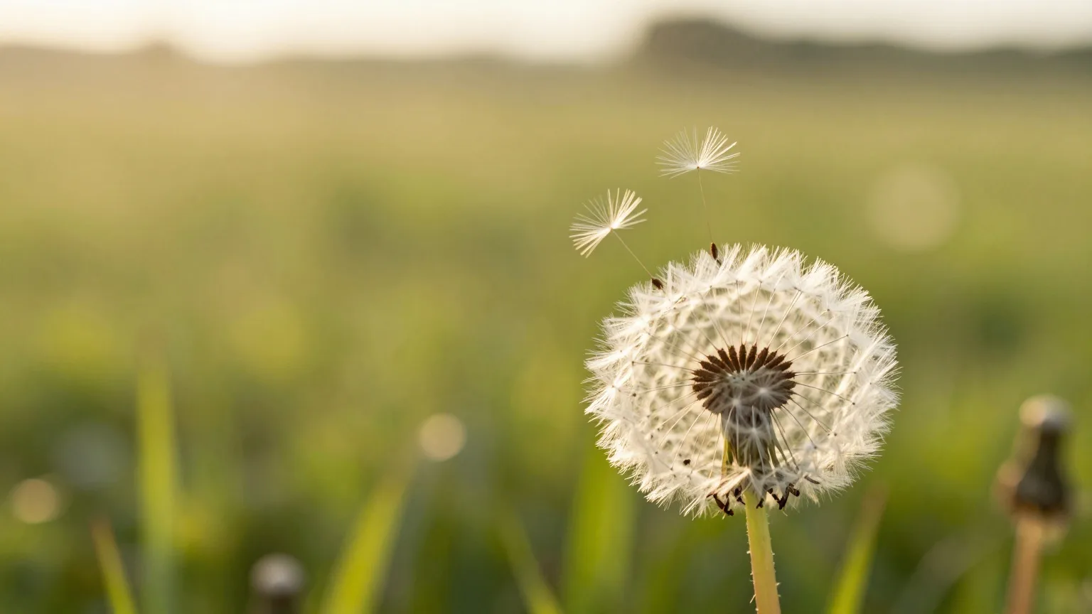 Pusteblume im warmen Gegenlicht, einzelne Samen fliegen davon