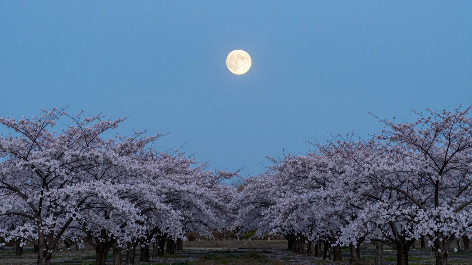 Vollmond geht in der Abenddämmerung über blühenden Kirschbäumen auf